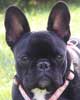 photo de la Bouledogue franais SHOUKA